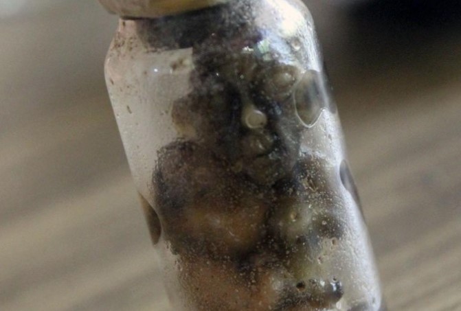 Fenomena Tuyul