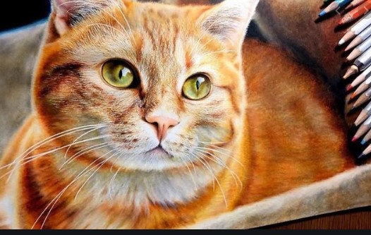 Kucing