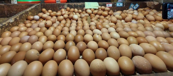 Telur Ayam